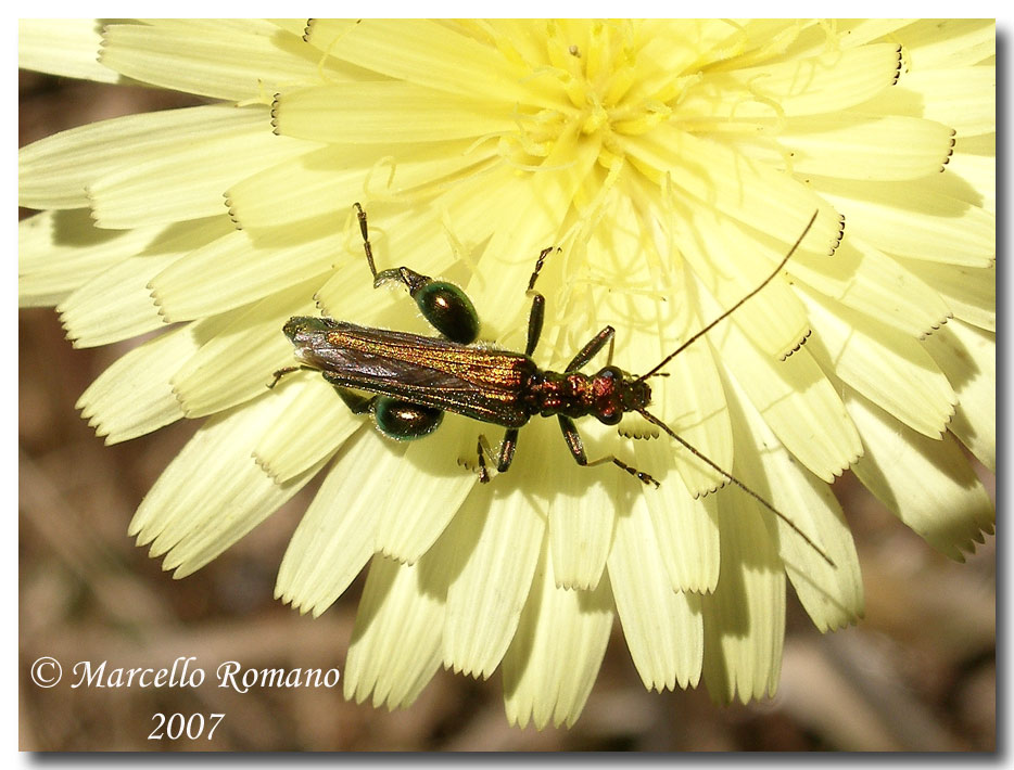 Oedemera barbara, fotografata al Bosco Angimb (Calatafimi)